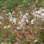 Prunus subhirtella 'Autumnalis'